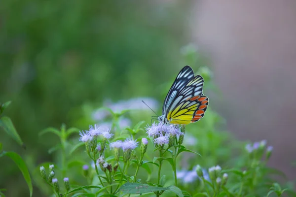 Papillon Jezebel Visitant Les Plantes Fleurs Pour Nectar Pendant Saison — Photo