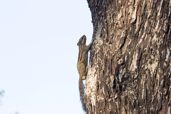 다람쥐는 Sciuridae 속하며 작거나 크기의 설치류를 포함한다 다람쥐 땅다람쥐 다람쥐 — 스톡 사진