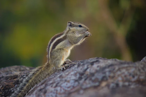 Les Écureuils Font Partie Famille Des Sciuridae Comprennent Des Rongeurs — Photo