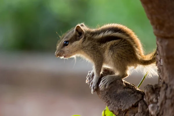 Squirrels Members Family Sciuridae Includes Small Medium Size Rodents Tree — Stock Photo, Image