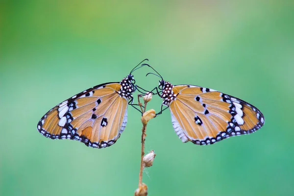 Düz Kaplan Danaus Chrysippus Kelebeğin Halka Açık Bir Parkta Çiçekleri — Stok fotoğraf