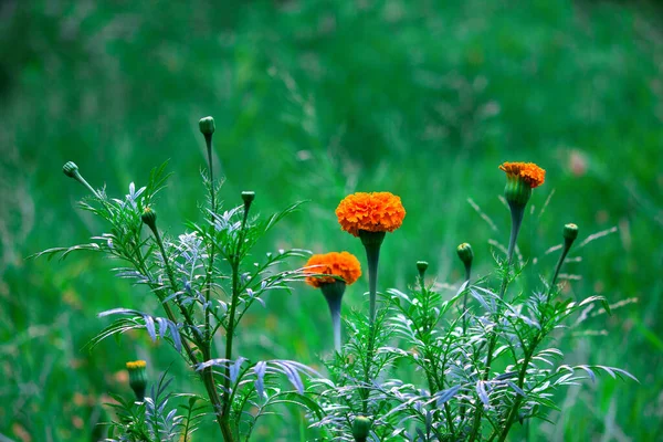  Tagetes, Asteraceae familyasından yıllık veya uzun ömürlü bir bitki cinsidir. İngilizcede kadife çiçeği olarak bilinen çeşitli bitki grupları arasındadırlar. Tagetes cinsi Carl Linnaeus tarafından 1753 yılında tanımlanmıştır..