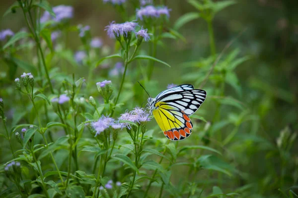 Jezebel Schmetterling Besucht Blütenpflanzen Zum Nektarholen Frühling Indien — Stockfoto