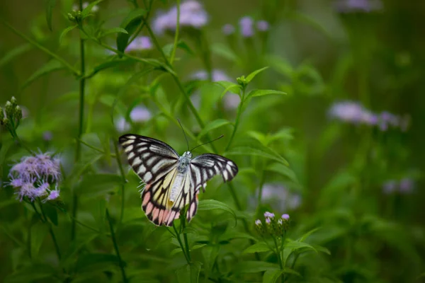 Papillon Jezebel Visitant Les Plantes Fleurs Pour Nectar Pendant Saison — Photo