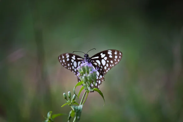 Papilio Demoleus Распространенная Широко Распространенная Ласточковая Бабочка Бабочка Известна Бабочка — стоковое фото