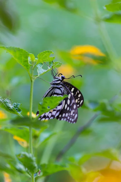 Papilio Butterfly Common Lime Butterfly Resting Flower Plants Its Natural — Stock Photo, Image