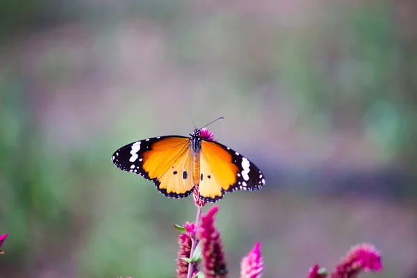 Close Plain Tiger Danaus Crisálipo Borboleta Descansando Sobre Planta Naturezas — Fotografia de Stock