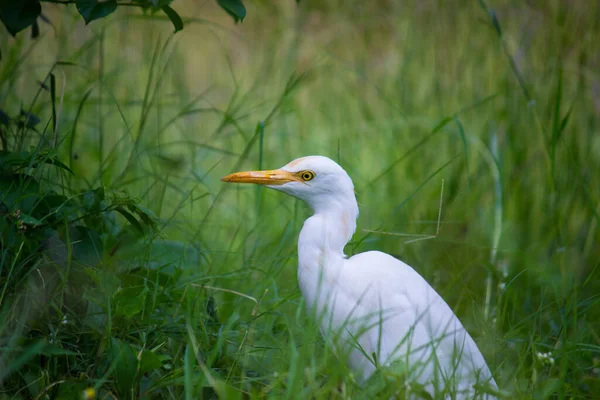 牛麋鹿 Bubulcus Ibis或Heron 或俗称牛麋鹿 Cattle Egret 是一种世界性的鲱鱼种类 见于热带 亚热带和暖温带地区 牠们是牠们中唯一一个单型属的成员 — 图库照片