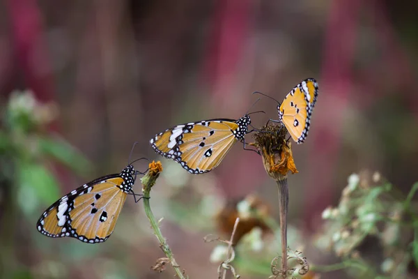 Close Plain Tiger Danaus Chrysippus Butterfly Resting Plant Natures Green — Stock Photo, Image