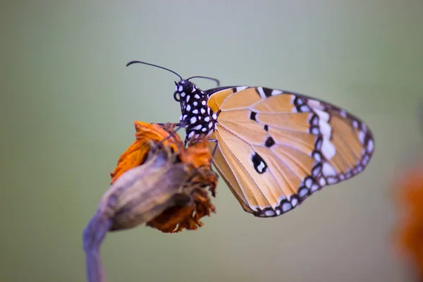自然の中で植物の上に休息平野タイガーDanausクリスピス蝶のクローズアップ緑の背景 — ストック写真
