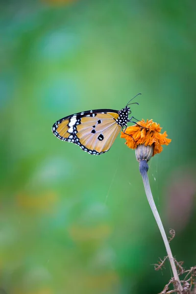 Крупный План Простого Тигра Danaus Chrysippus Бабочки Покоится Растении Природе — стоковое фото