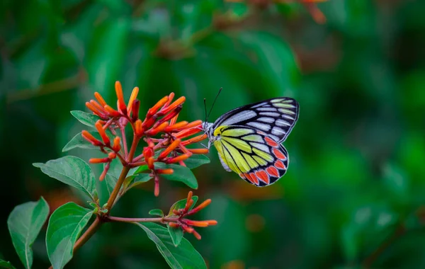 Uma Fêmea Delias Eucharis Jezebel Comum Uma Borboleta Pierida Tamanho — Fotografia de Stock