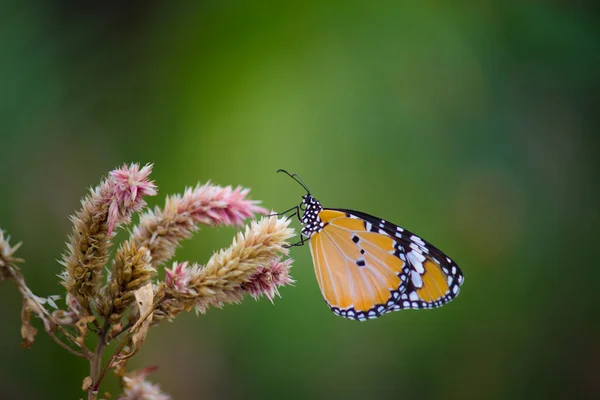 Close Plain Tiger Danaus Chrysippus Butterfly Resting Plant Natures Green — Stock Photo, Image