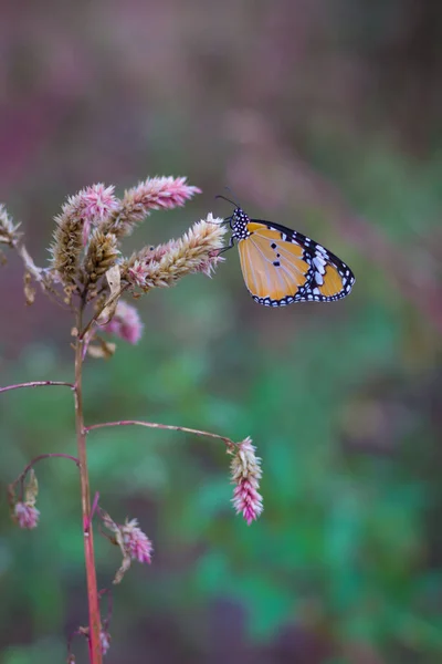 Primer Plano Del Tigre Llano Danaus Chrysippus Mariposa Descansando Sobre — Foto de Stock