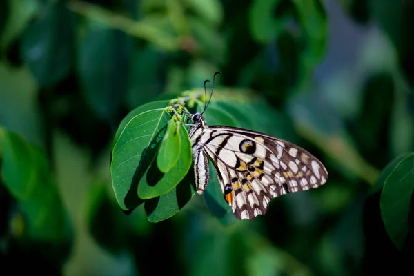 Παπίλιο Πεταλούδα Κοινή Πεταλούδα Ασβέστη Στηρίζεται Στα Φυτά Λουλουδιών Στο — Φωτογραφία Αρχείου