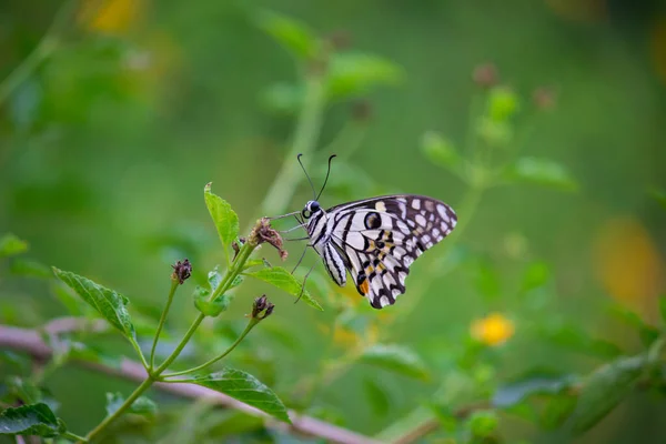 Papilio Butterfly Common Lime Butterfly Resting Flower Plants Its Natural — Stock Photo, Image