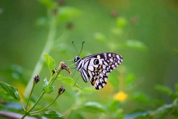 Farfalla Papilio Farfalla Calce Comune Appoggiata Sulle Piante Dei Fiori — Foto Stock