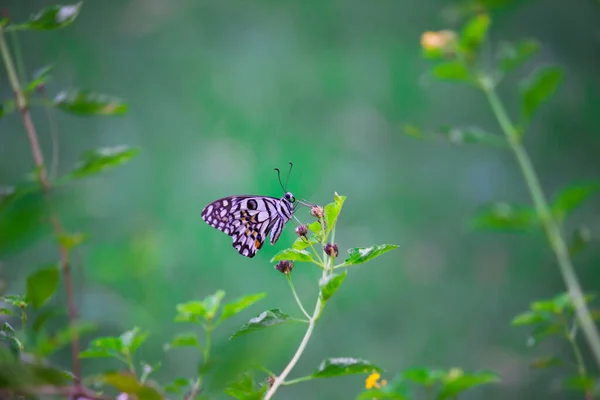 Papilio Butterfly Common Lime Butterfly Resting Flower Plants Its Natural — Stock Photo, Image