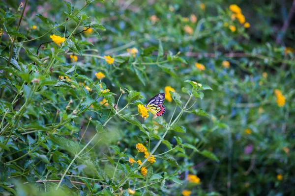 Une Femelle Delias Eucharis Jézabel Commun Est Papillon Piéride Taille — Photo