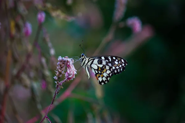 Παπίλιο Πεταλούδα Κοινή Πεταλούδα Ασβέστη Στηρίζεται Στα Φυτά Λουλουδιών Στο — Φωτογραφία Αρχείου