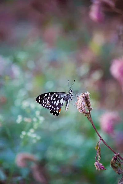 Borboleta Papilio Borboleta Limão Comum Descansando Sobre Plantas Flores Seu — Fotografia de Stock