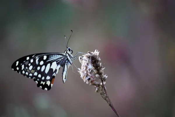 Borboleta Papilio Borboleta Limão Comum Descansando Sobre Plantas Flores Seu — Fotografia de Stock