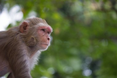  Rhesus makakları, kırmızı yüzlü ve arkalı maymunlar ya da kahverengi primatlar olarak bilinen Macaca veya Mullata maymunlarıdır.