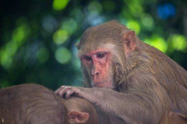 Rhesus makakları, kırmızı yüzlü ve arkalı maymunlar ya da kahverengi primatlar olarak bilinen Macaca veya Mullata maymunlarıdır.