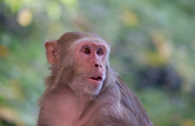 Rhesus makakları, kırmızı yüzlü ve arkalı maymunlar ya da kahverengi primatlar olarak bilinen Macaca veya Mullata maymunlarıdır.