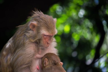 Bebek Rhesus Maymunu portresi anne sütü içiyor. 