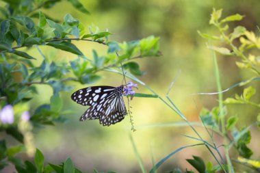  Mavi benekli süt otları kelebekleri ya da yabani otlar doğal ortamda çiçeklerle beslenen kelebekler, makro iğneler, kelebek bahçeleri., 