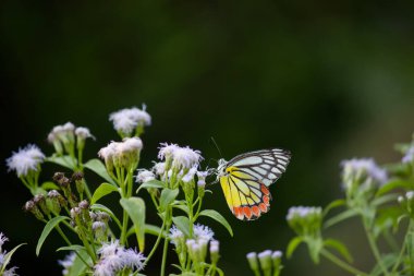 Sıradan bir Jezebel olan dişi Delias Eucharis, Hindistan 'da bir halk parkındaki çiçek bitkisinin üzerinde dinlenirken bulunan orta büyüklükte bir kelebek türüdür. 