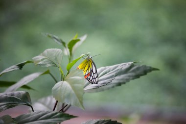 Sıradan bir Jezebel olan dişi Delias Eucharis, Hindistan 'da bir halk parkındaki çiçek bitkisinin üzerinde dinlenirken bulunan orta büyüklükte bir kelebek türüdür. 