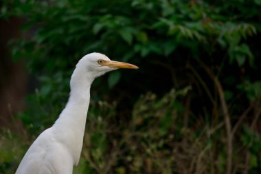 Bubulcus ibis ya da Heron (İngilizce: Bubulcus ibis veya Hermonly known as the Cattle Egret), balıkçılgiller (Felidae) familyasından tropiklerde, subtropik bölgelerde ve ılıman bölgelerde yaşayan bir balıkçıldır. Bubulcus, Bubulcus cinsinin tek üyesidir., 