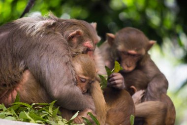 Rhesus makakları, kırmızı yüzlü ve kıçlı kahverengi primatlar ve ayrıca Macaca ya da Mullata olarak da bilinir.
