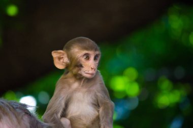 Rhesus makakları, kırmızı yüzlü ve kıçlı kahverengi primatlar ve ayrıca Macaca ya da Mullata olarak da bilinir.
