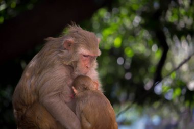 Vahşi hayatta anne maymun portresi ağacın altında oturmuş tropikal ormanda yavru maymununa sarılıyordu.