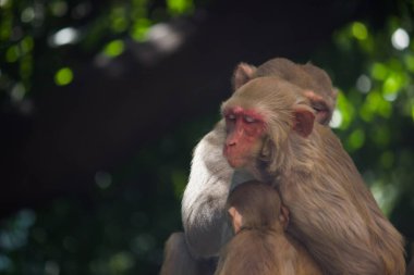 Rhesus makakları, kırmızı yüzlü ve kıçlı kahverengi primatlar ve ayrıca Macaca ya da Mullata olarak da bilinir.