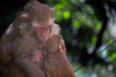 Rhesus makakları, kırmızı yüzlü ve kıçlı kahverengi primatlar ve ayrıca Macaca ya da Mullata olarak da bilinir.