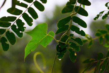 Tropikal yağmur ormanları yaprak bitkileri çalılıkları (eğreltiotu, yeşil yapraklar, fildişi ve tropik bitkiler) yumuşak arka planda tropikal bahçede, yeşil çeşitlendirilmiş yapraklar doğa çerçevesi arka planında. Fotosentez ve kök, çekim sistemi