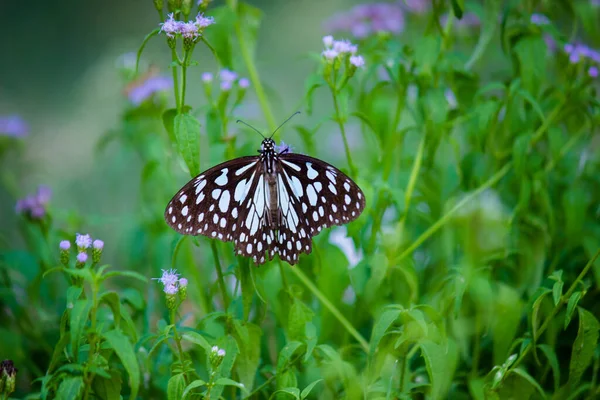 Danainae Subfamily Family Nymphalidae Brush Footed Butterflies Includes Daniadae Milkweed — Stock Photo, Image