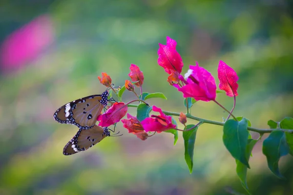 Закритий Метелик Плайн Тигр Danaus Chrysippus Відвідує Природі Квітку Громадському — стокове фото