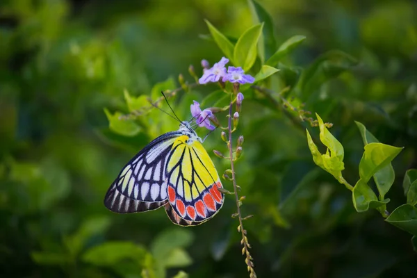 Beautiful Common Jezebel Butterfly Delias Eucharis Seated Lantana Flowers Close — Stock Photo, Image