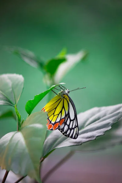 아름다운 이세벨 Delias Eucharis 하이데라바드의 배경에 색깔의 날개를 가까이 란타나 — 스톡 사진