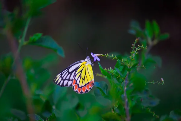 Uma Bela Borboleta Comum Jezebel Delias Eucharis Está Sentada Flores — Fotografia de Stock