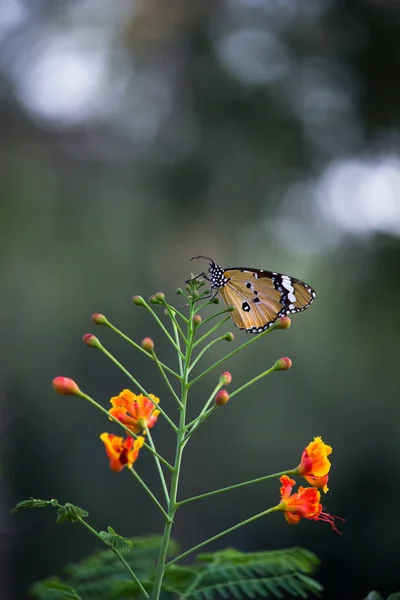 Close Plain Tiger Danaus Chrysippus Motýl Návštěvě Květiny Přírodě Veřejném — Stock fotografie