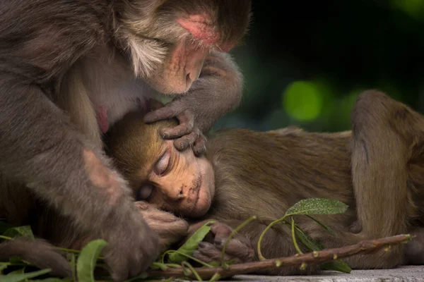 Ibu Monyet Potret Satwa Liar Duduk Bawah Pohon Dipeluk Bayi — Stok Foto