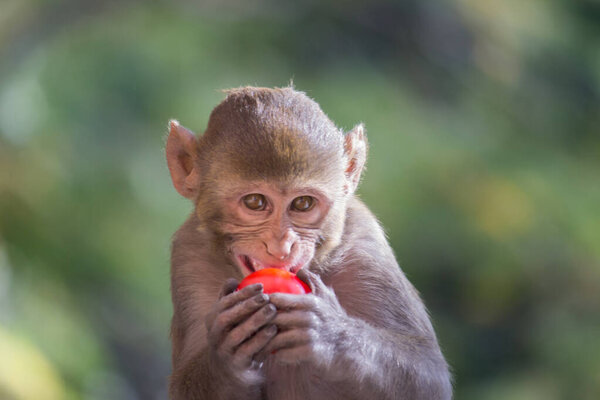  Голодная обезьяна-резус ест фрукты под деревом в летний полдень
