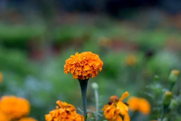 Tagetes Genus Annual Perennial Mostly Herbaceous Plants Sunflower Family Asteraceae — Stock Photo, Image