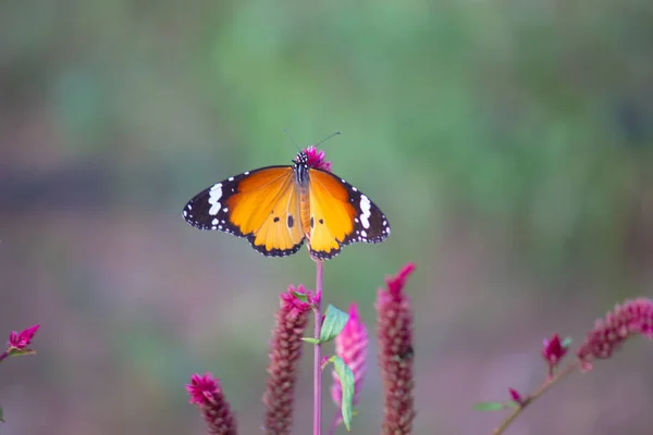 Крупный План Простого Тигра Danaus Chrysippus Бабочки Покоится Растении Природе — стоковое фото